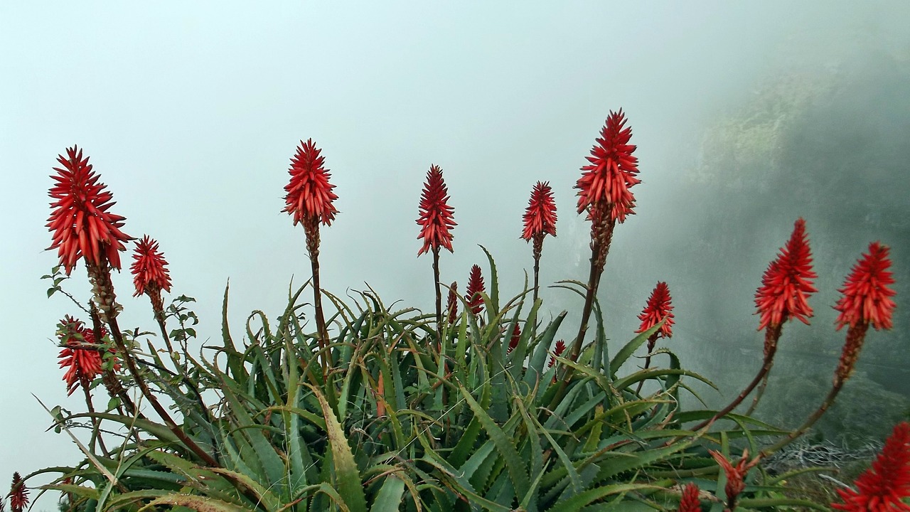 红天蛾(这植物叫什么学名)