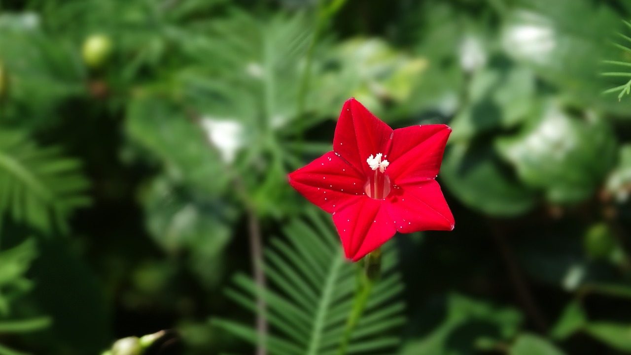 红天蛾(这植物叫什么学名)